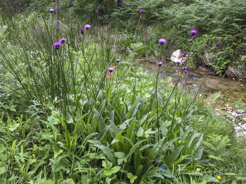 Cirsium rosulatum.03