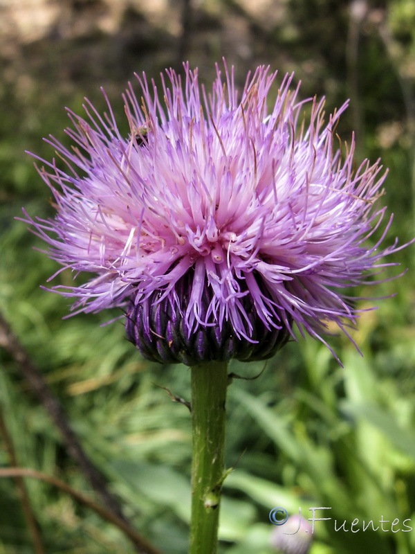 Cirsium rosulatum.05