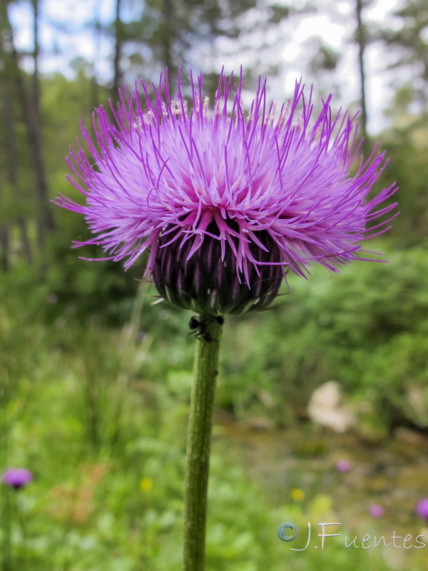 Cirsium rosulatum.06