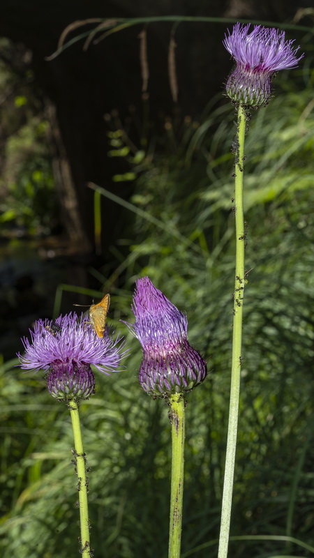 Cirsium rosulatum.09