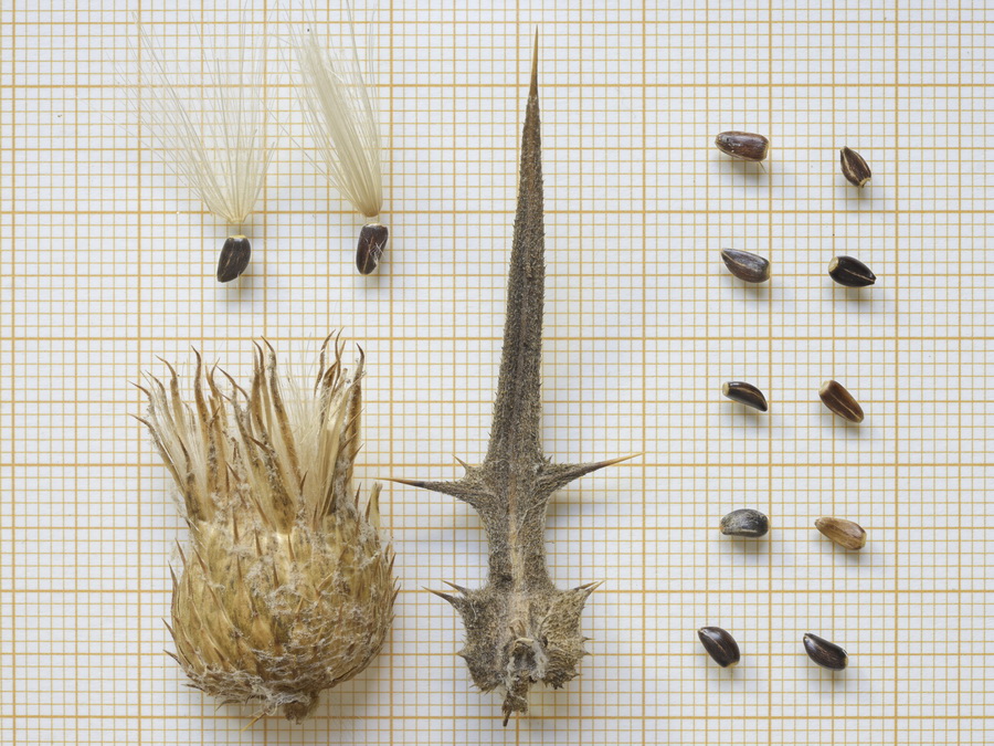 Cirsium scabrum.00