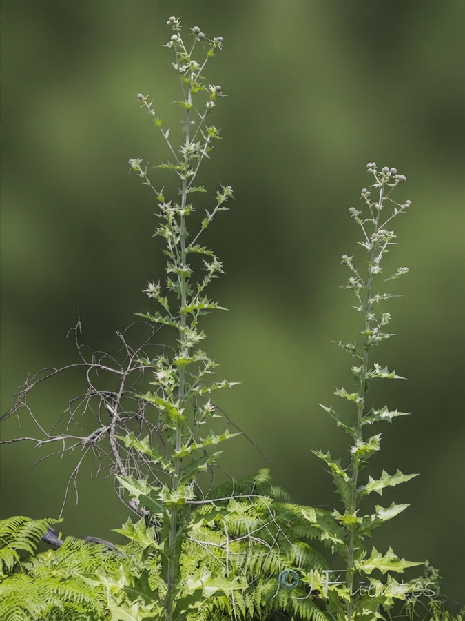 Cirsium scabrum.02b