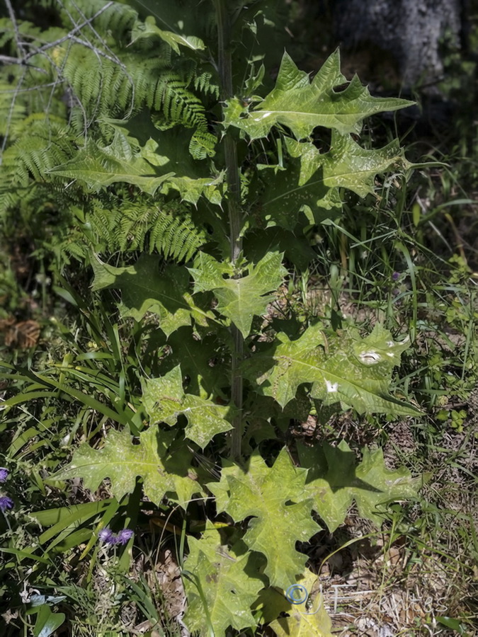 Cirsium scabrum.03b