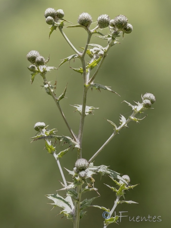 Cirsium scabrum.04b