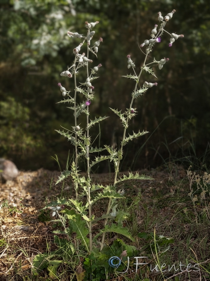 Cirsium scabrum.05b
