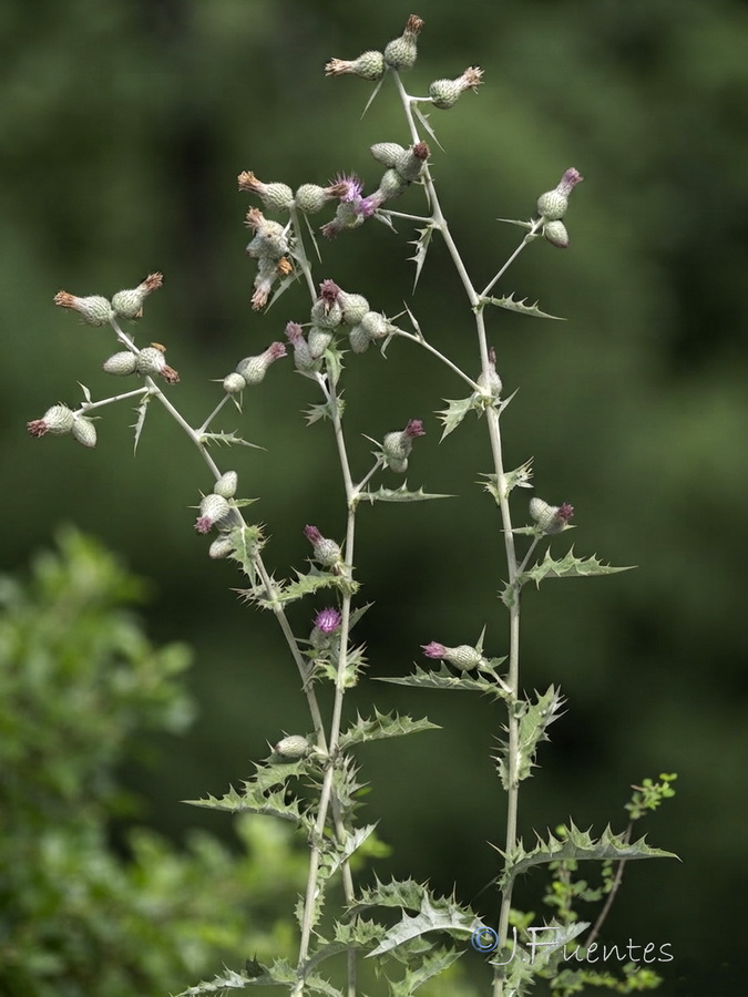 Cirsium scabrum.06b