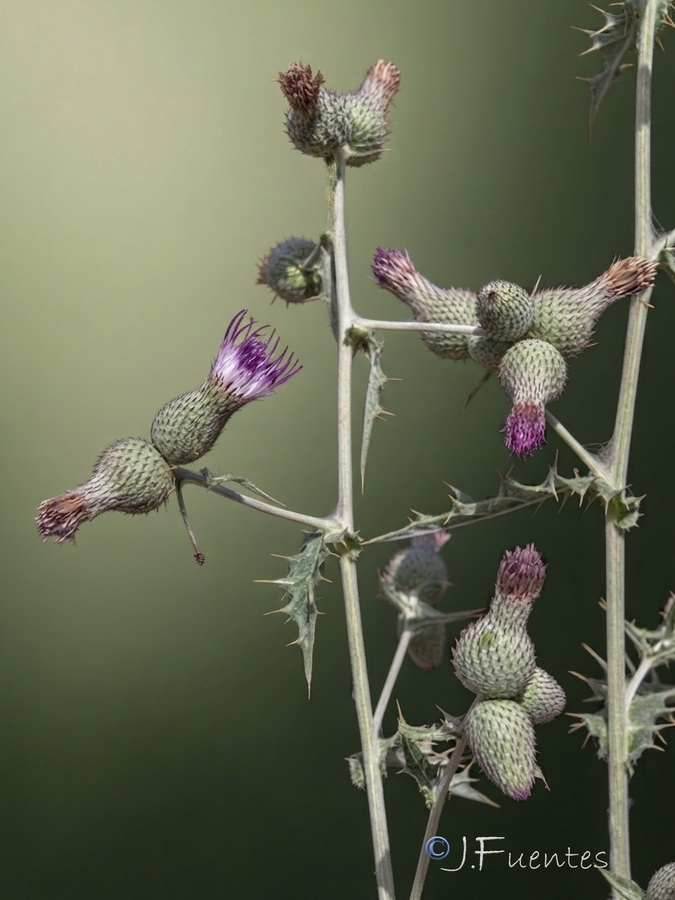 Cirsium scabrum.07b