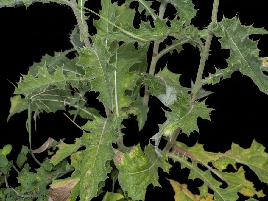 Cirsium scabrum.09b