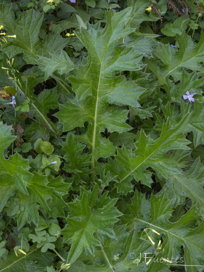 Cirsium scabrum.09d