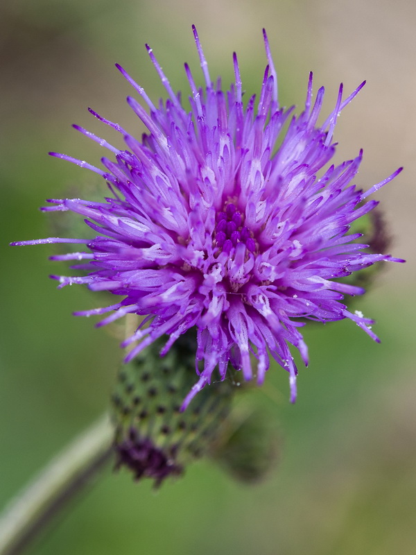 Cirsium valdespinulosum.13