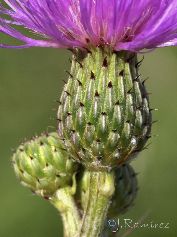 Cirsium valdespinulosum.25