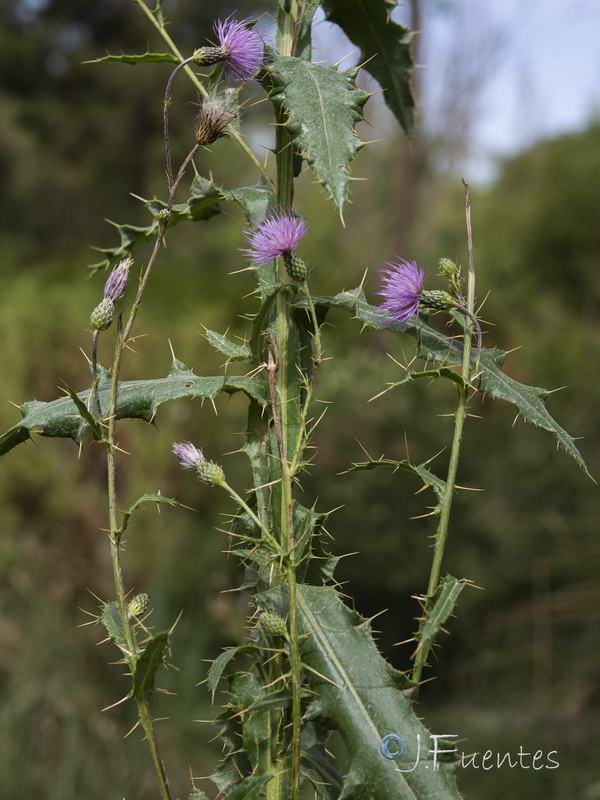 Cirsium valdespinulosum.28