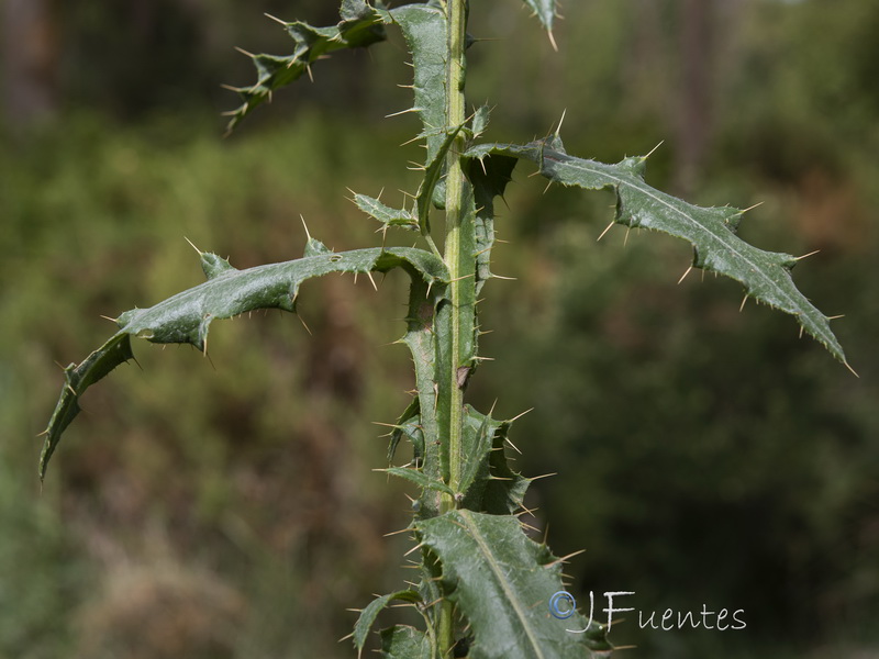 Cirsium valdespinulosum.29