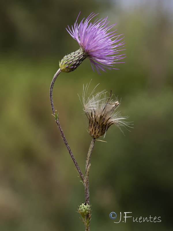 Cirsium valdespinulosum.30