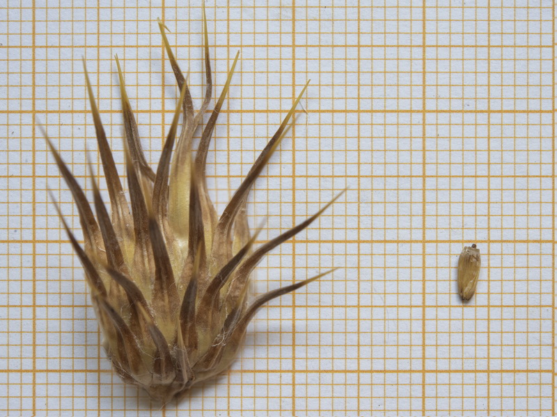 Cirsium vulgare