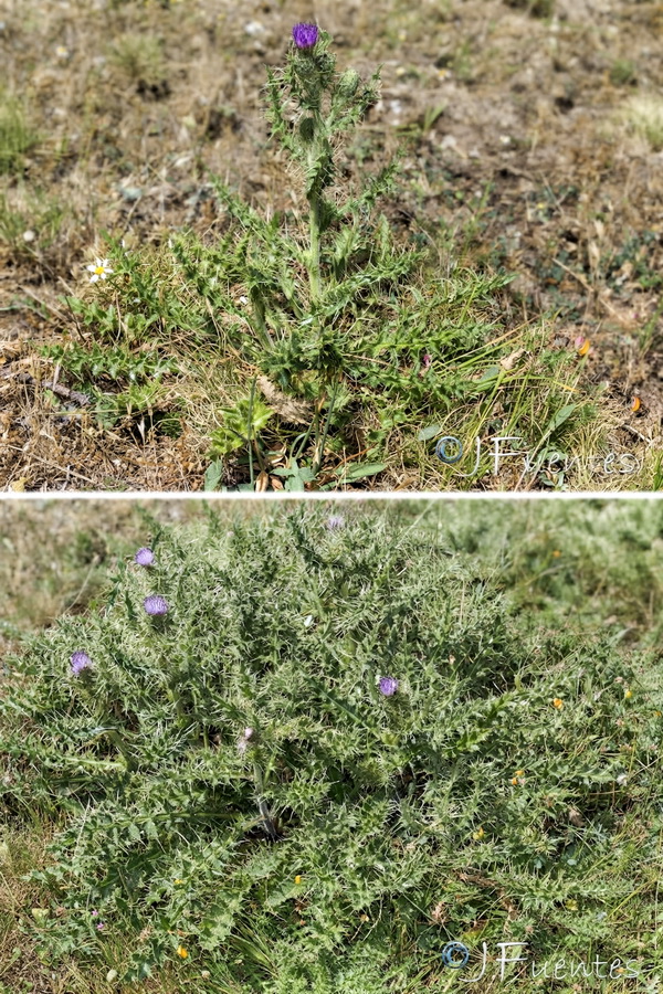 Cirsium x nevadense.02b