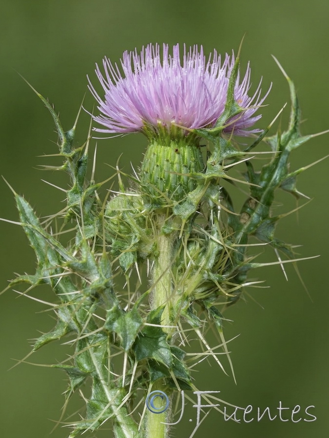 Cirsium x nevadense.06b
