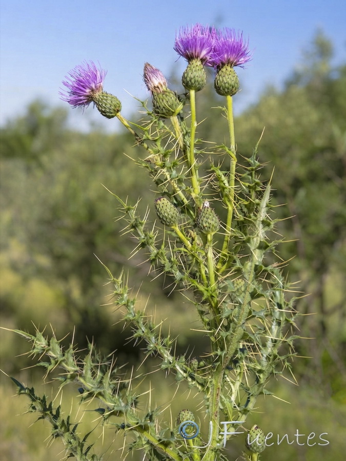 Cirsium x nevadense.08b