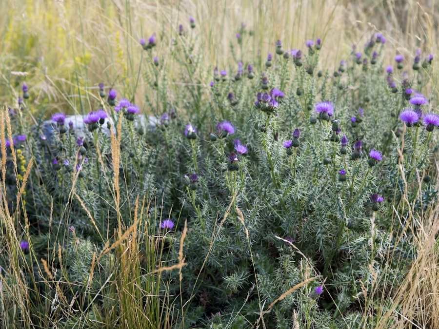 Cirsium x nevadense.09b