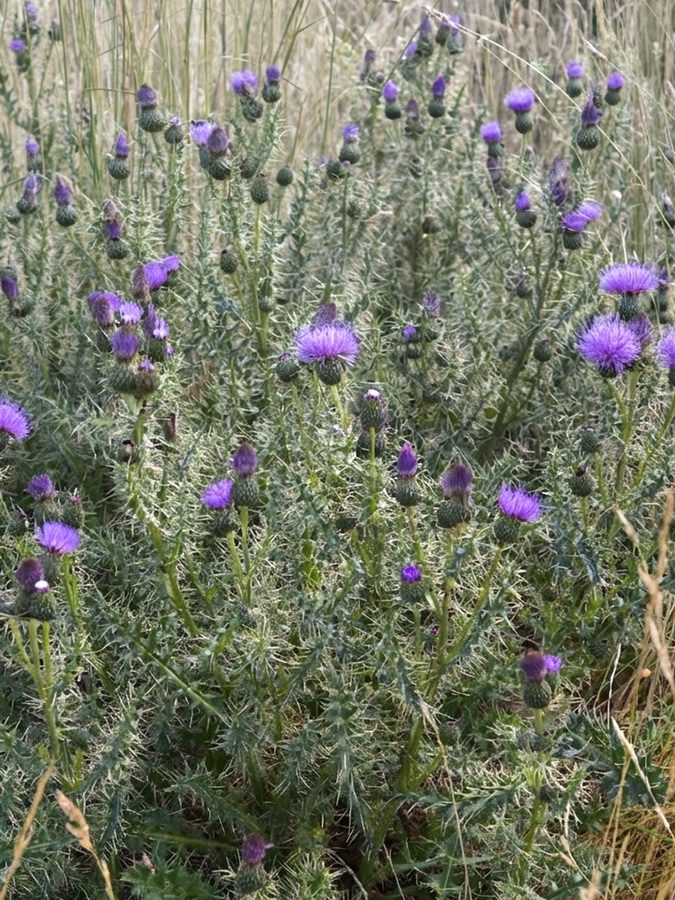 Cirsium x nevadense.10b