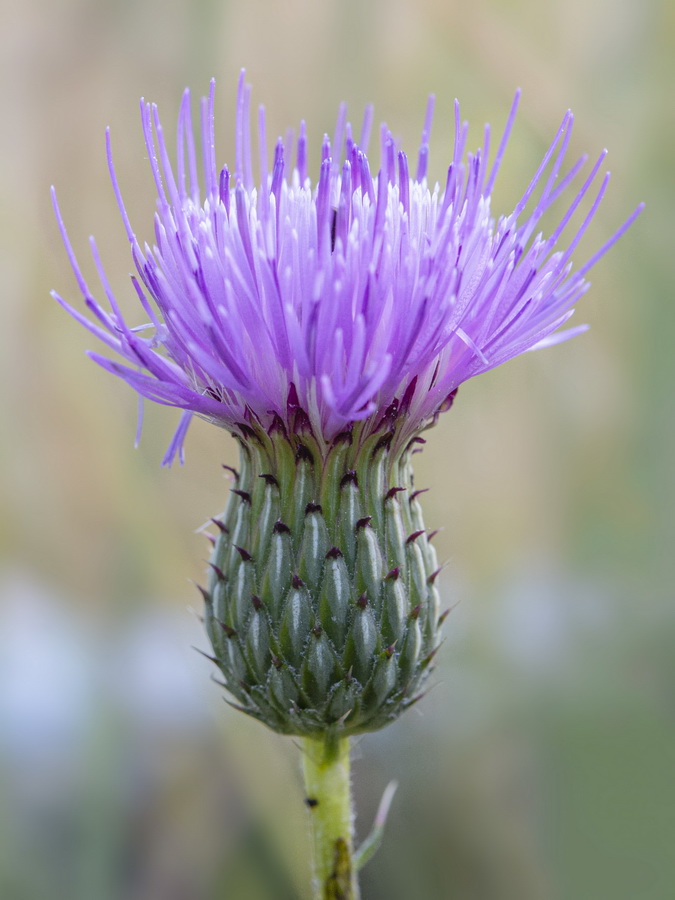 Cirsium x nevadense.17