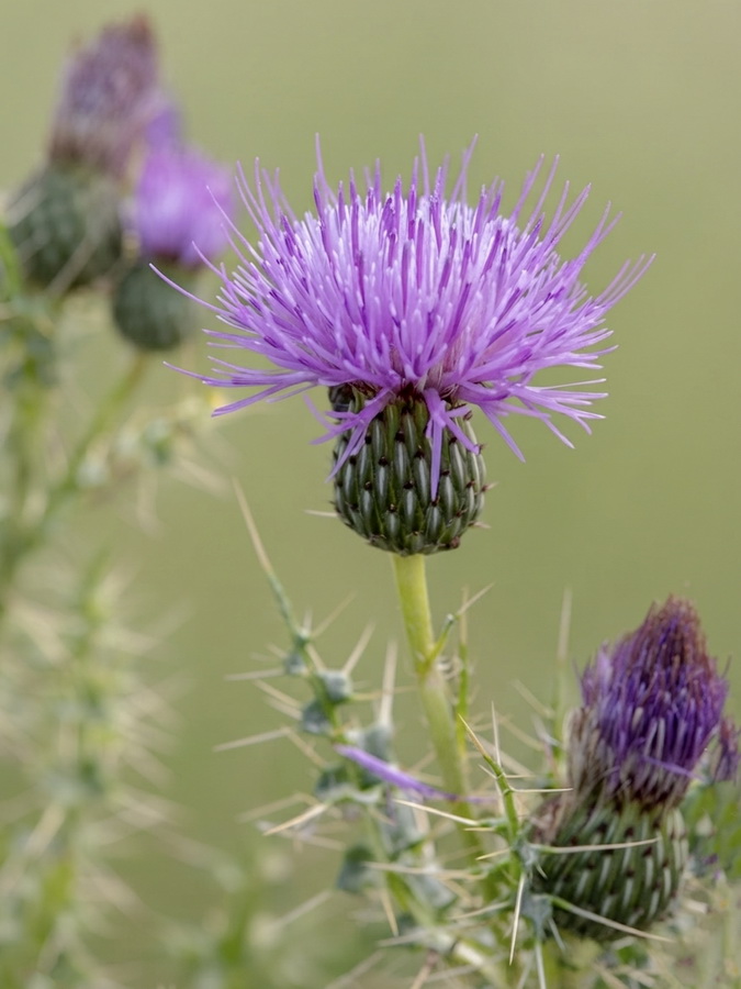 Cirsium x nevadense.18b