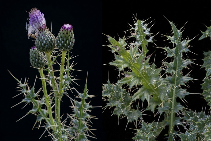 Cirsium x nevadense.20b