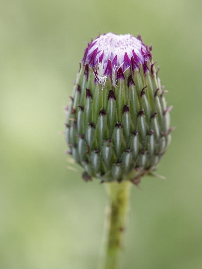 Cirsium x nevadense.21b