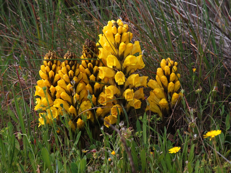 Cistanche phelypaea.01
