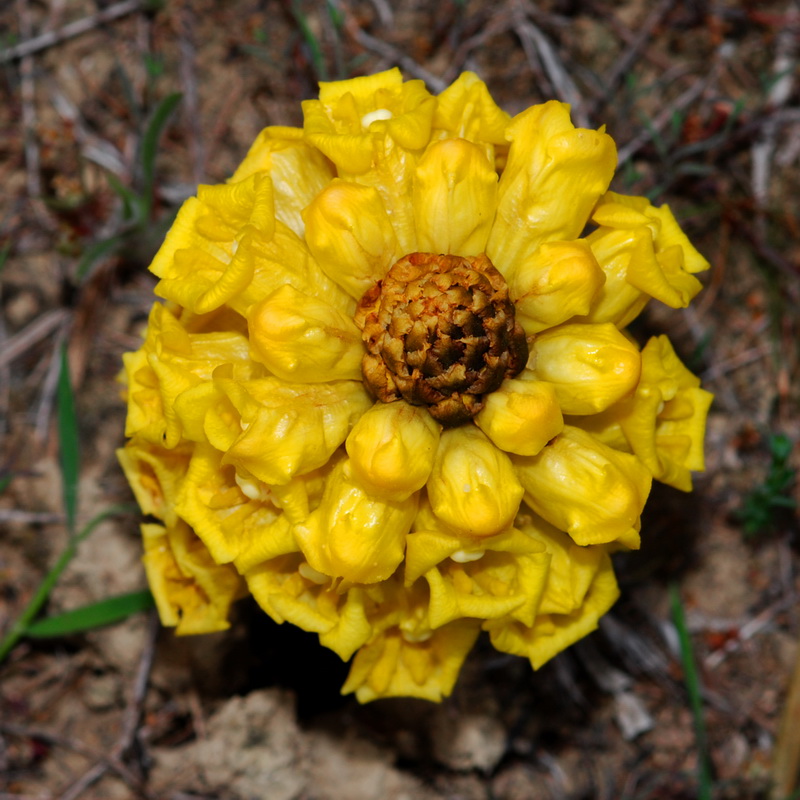 Cistanche phelypaea.10