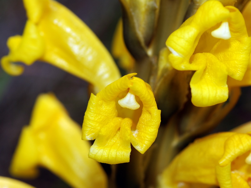 Cistanche phelypaea.12