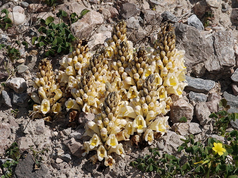 Cistanche phelypaea.33