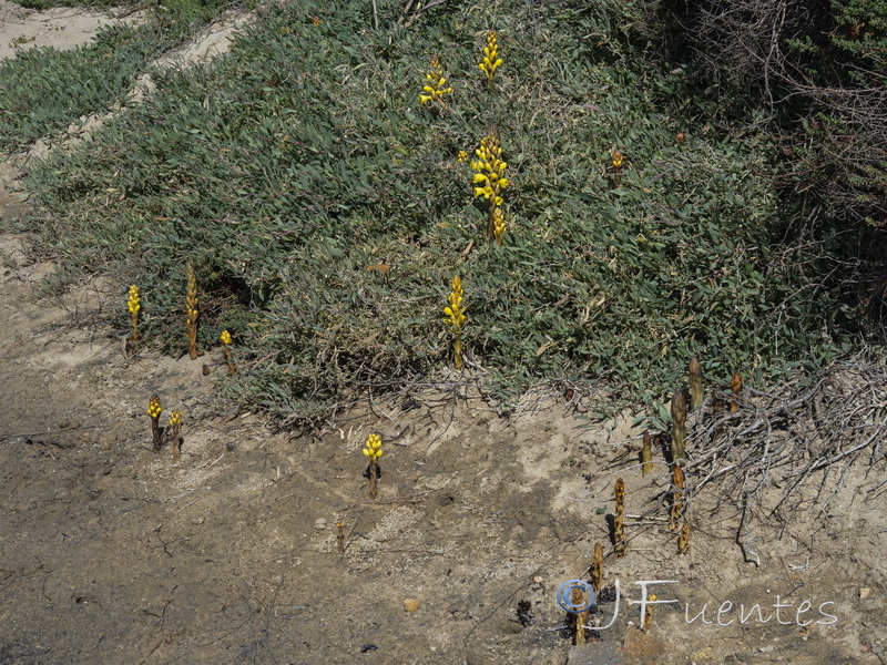 Cistanche phelypaea.01