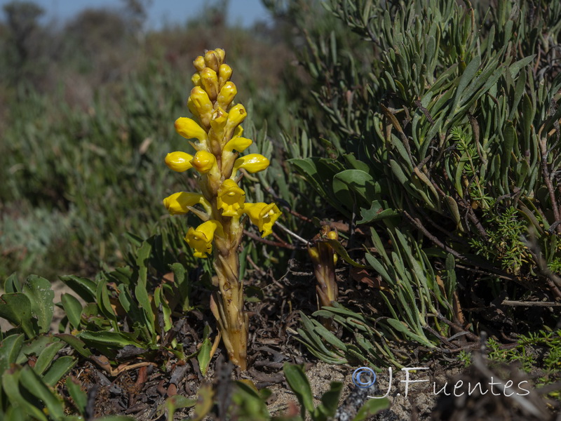 Cistanche phelypaea.03