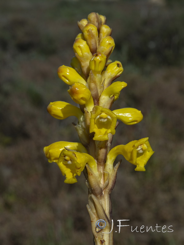 Cistanche phelypaea.05