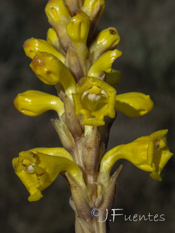 Cistanche phelypaea.06