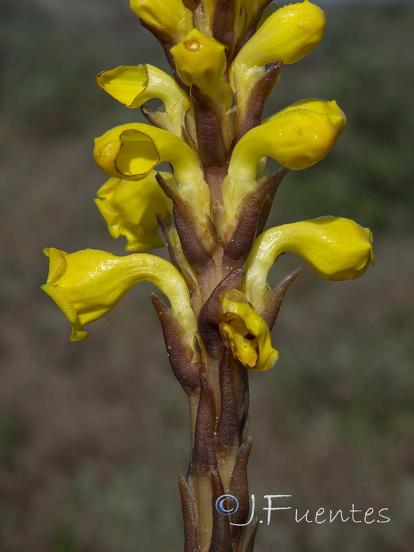 Cistanche phelypaea.07