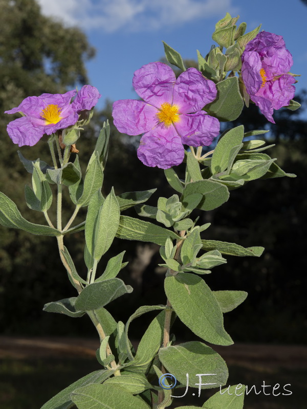 Cistus albidus.17