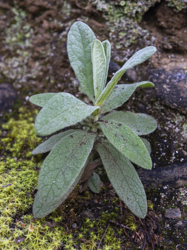 Cistus albidus.21