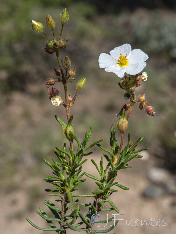 Cistus clusii clusii.23