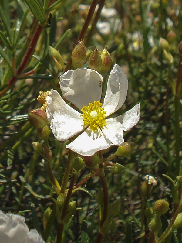 Cistus clusii multiflorus.07