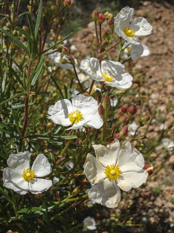 Cistus clusii multiflorus.10