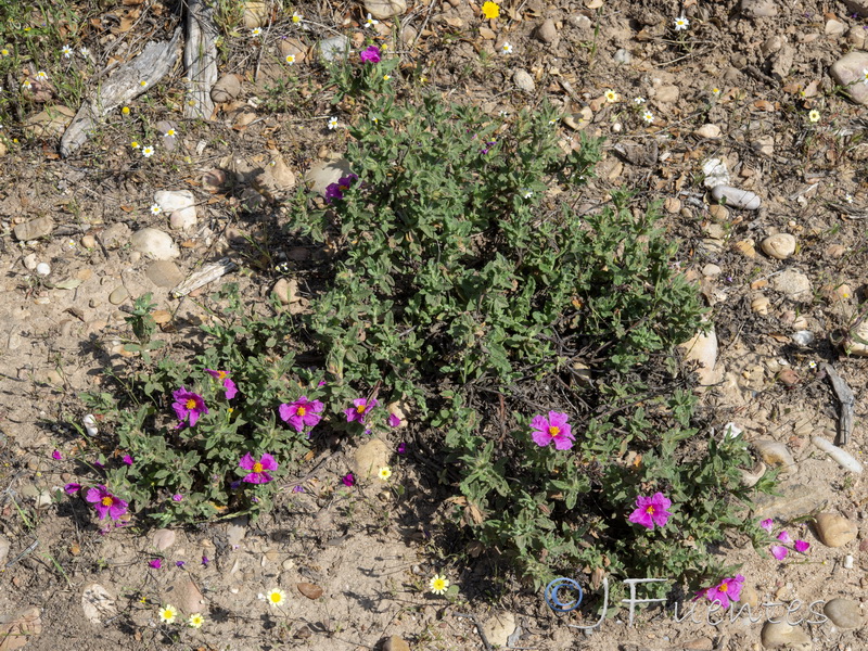 Cistus crispus.04