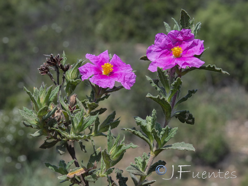 Cistus crispus.05