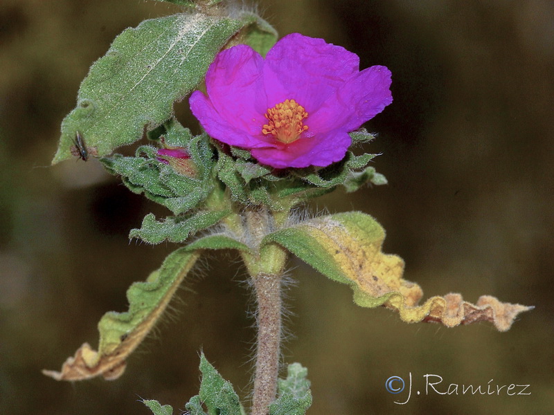 Cistus crispus.08