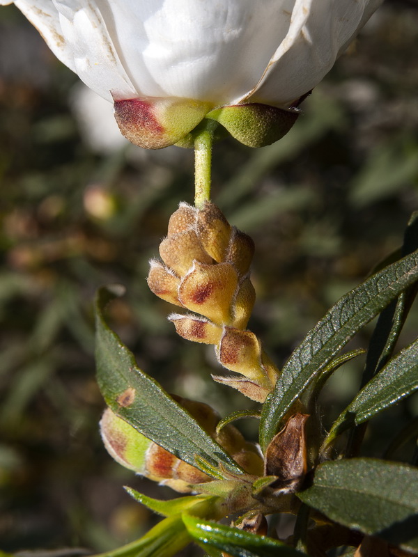 Cistus ladanifer africanus.12