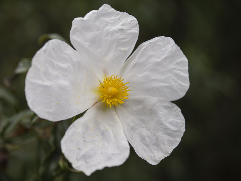 Cistus ladanifer africanus.28