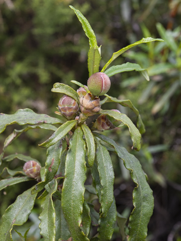 Cistus ladanifer africanus.30