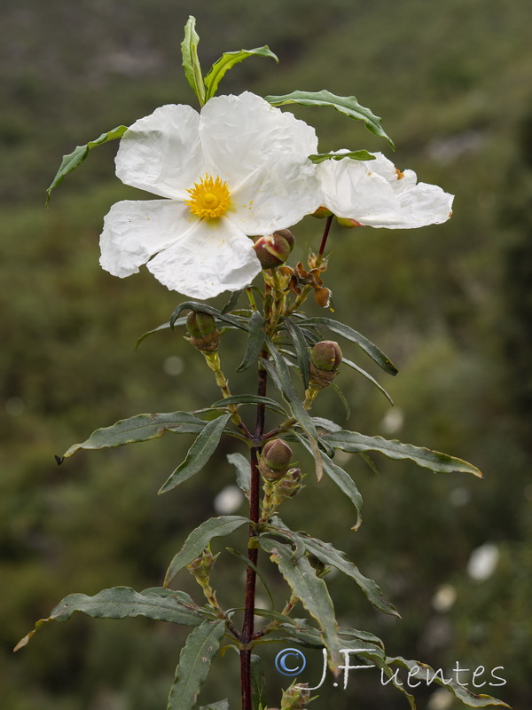 Cistus ladanifer africasnu.33