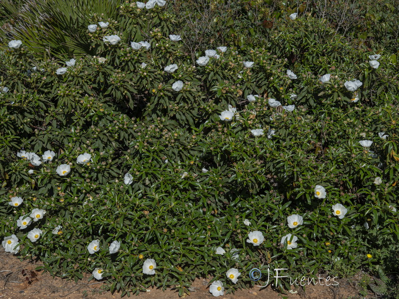 Cistus ladanifer africasnu.41